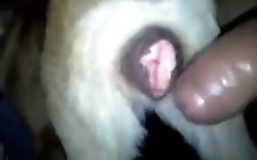 Gatinha deliciosa jogando video game e fodendo de ladinho enquanto marmanjo sobe ela - guy fucks animal, zoophilia fuck porn