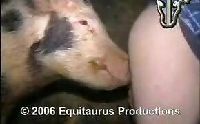 bestiality, pig porn